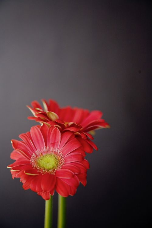 gerbera flowers red