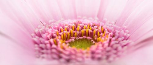 gerbera pano flower