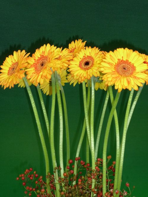 gerbera yellow flowers