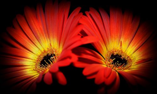 gerbera red orange