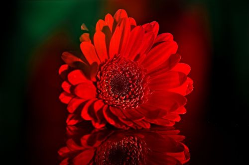 gerbera schnittblume flower