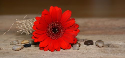 gerbera flower blossom