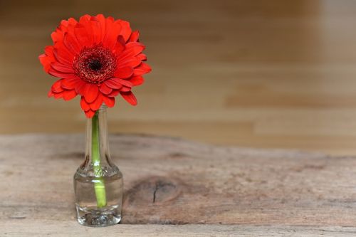 gerbera red red flower