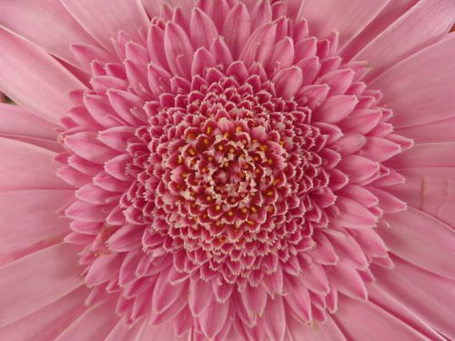 gerbera flower pink