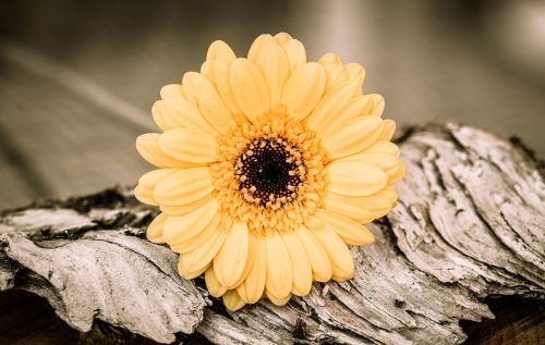 gerbera yellow orange flower