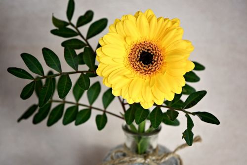 gerbera flower blossom