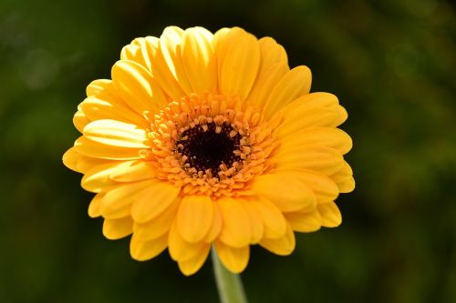 gerbera orange flower