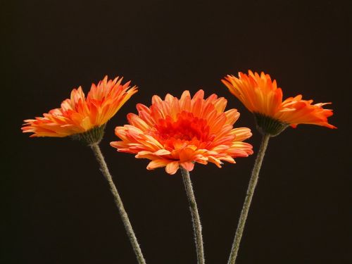 gerbera flower plant