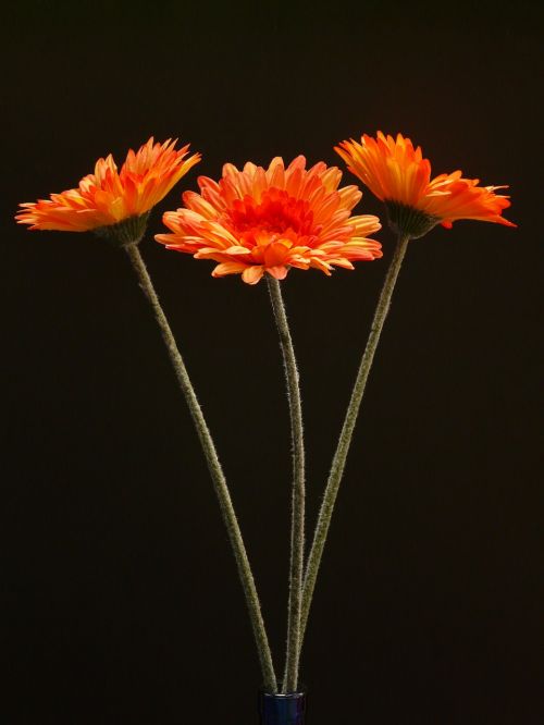 gerbera flower plant