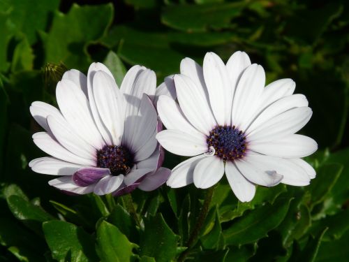 gerbera flowers plant