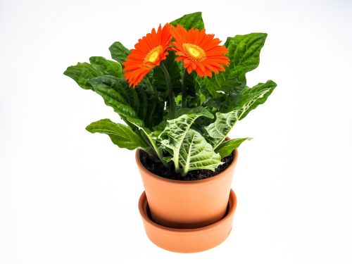 gerbera flower pot