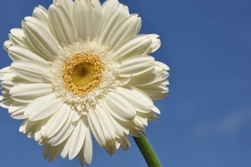 gerbera flower white