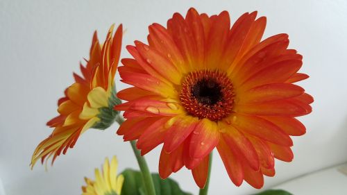 gerbera orange flower