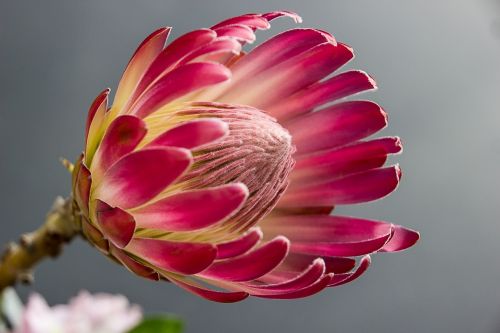 protea bloom flower