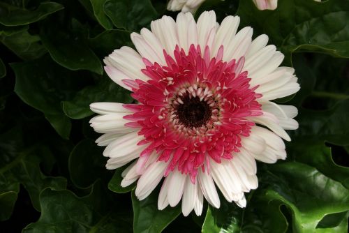 gerbera daisy flower floral