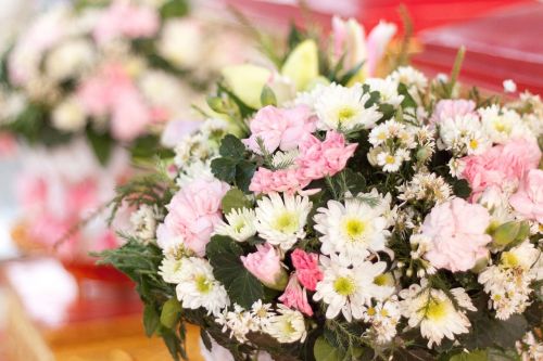 gerbera flowers flowers spring