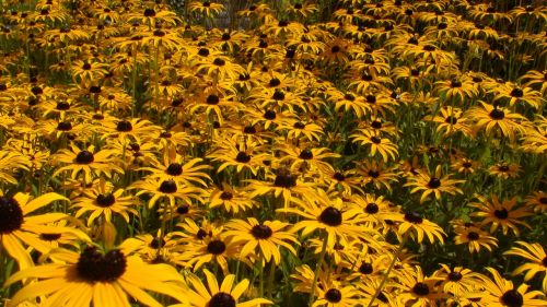 gerberas daisies lindau