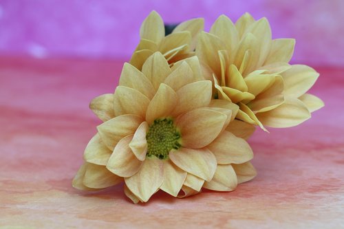 gerbéras  marguerite  flower