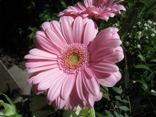 gerbia flower pink