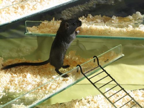 gerbil pet mouse