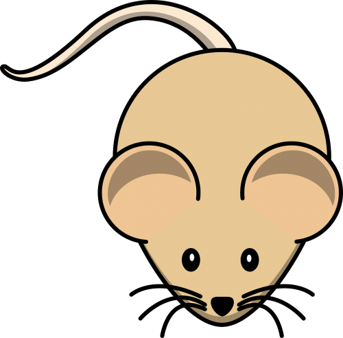 gerbil mouse rodent