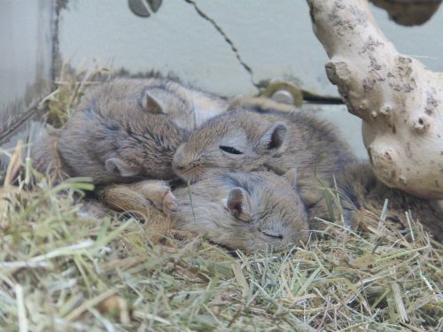 gerbils mongolia mouse