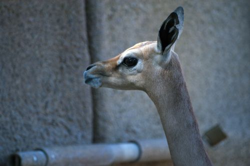 Gerenuk