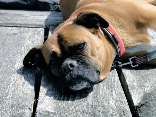 german boxer dog planks