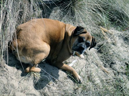 german boxer dog pet