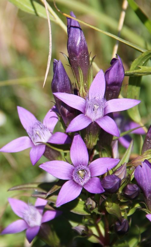 german gentian wild flower purple