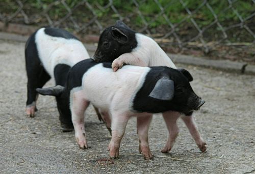 german saddle pigs piglet domestic pig