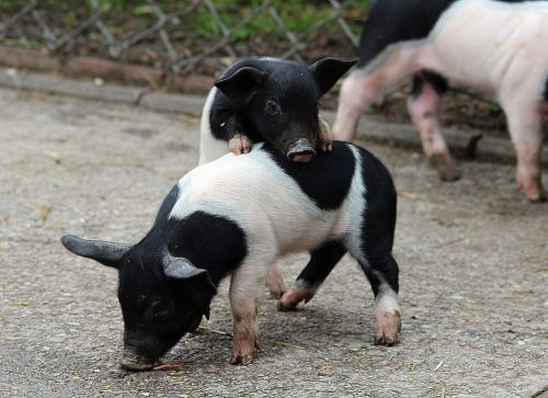 german saddle pigs piglet domestic pig