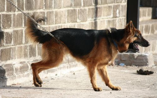 german shephard dog canine
