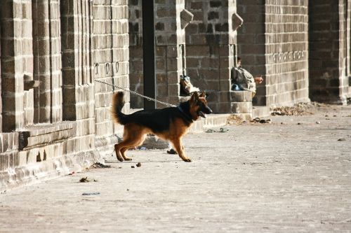german shepherd dog guard