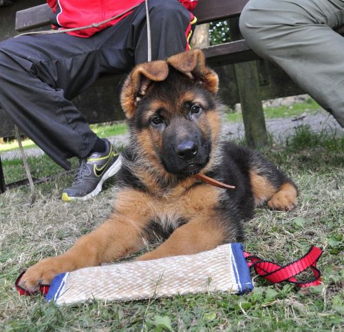 german shepherd puppy remote access