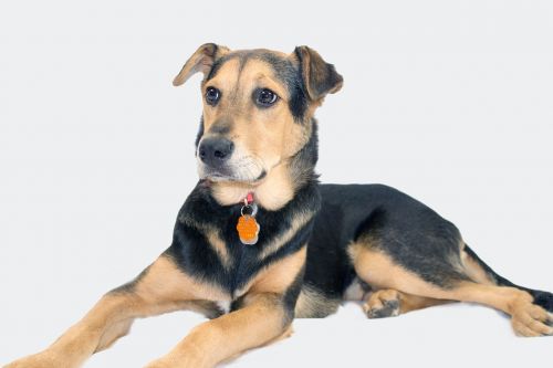 german shepherd mix rescue dog