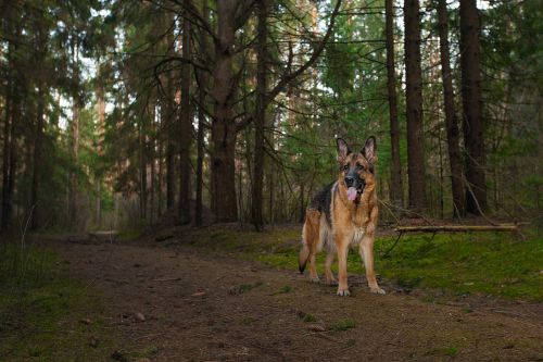 german shepherd dog forest