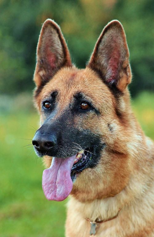 german shepherd head dog
