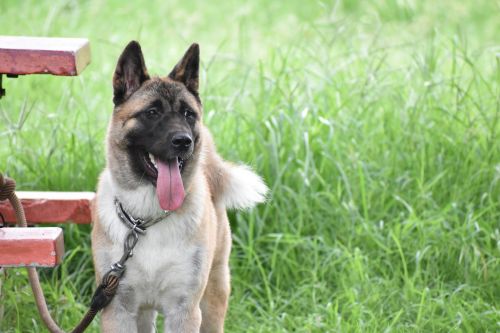 german shepherd dog canine