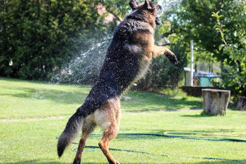 german shepherd summer dog
