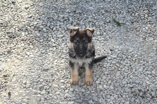 german shepherd dog puppy