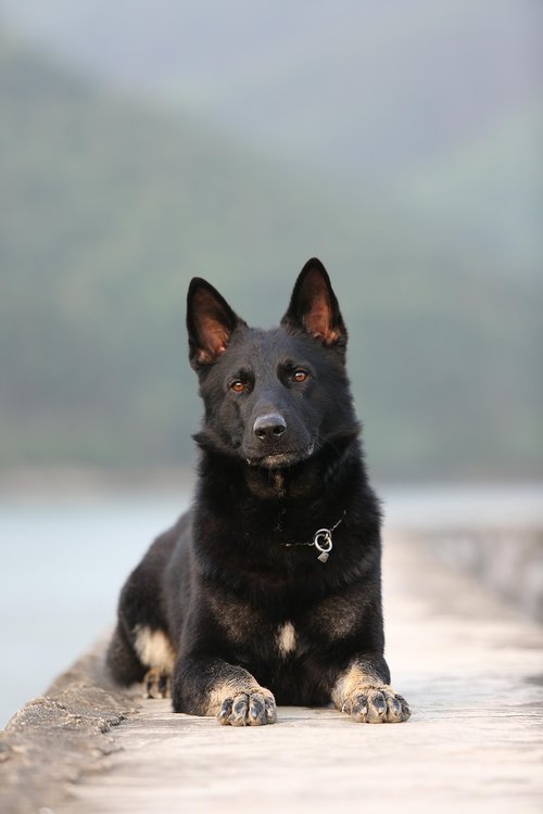 german shepherd  natural  dog