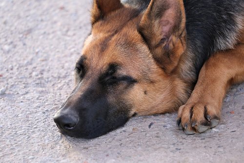 german shepherd  sleeping  animal