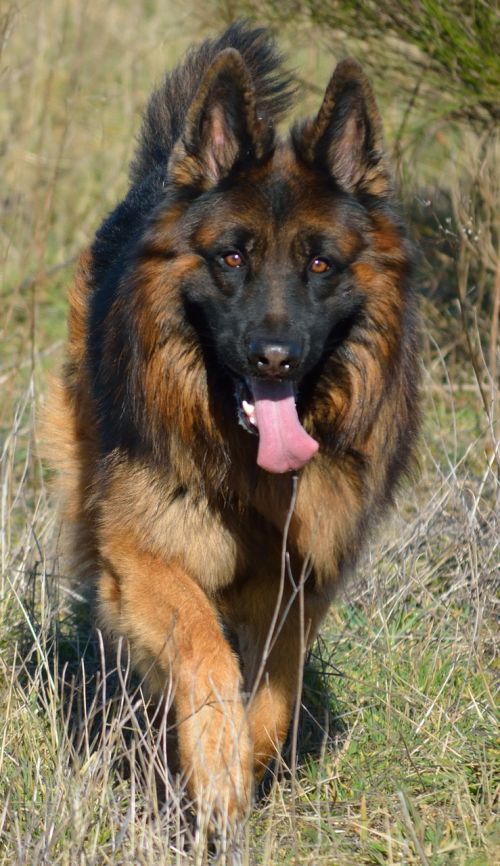 german shepherd shepherd almind