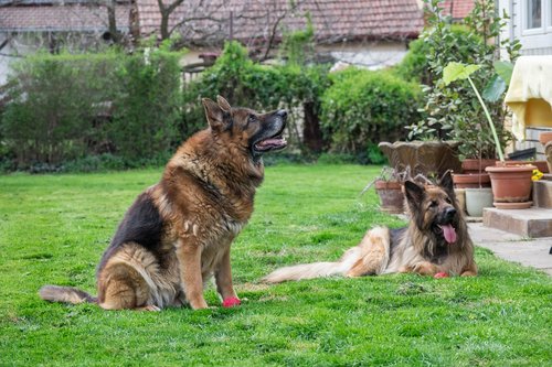 german shepherd  dogs  canine