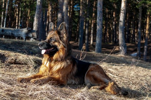 german shepherd  dog  shepherd