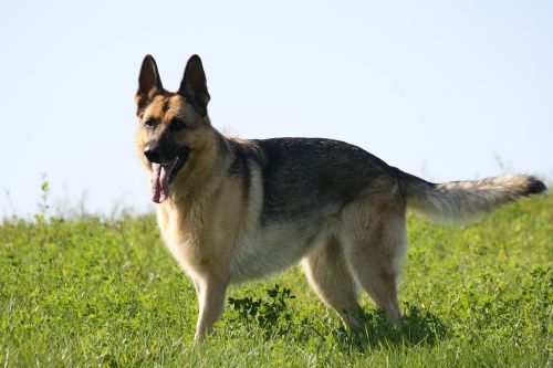 german shepherd dogs pet