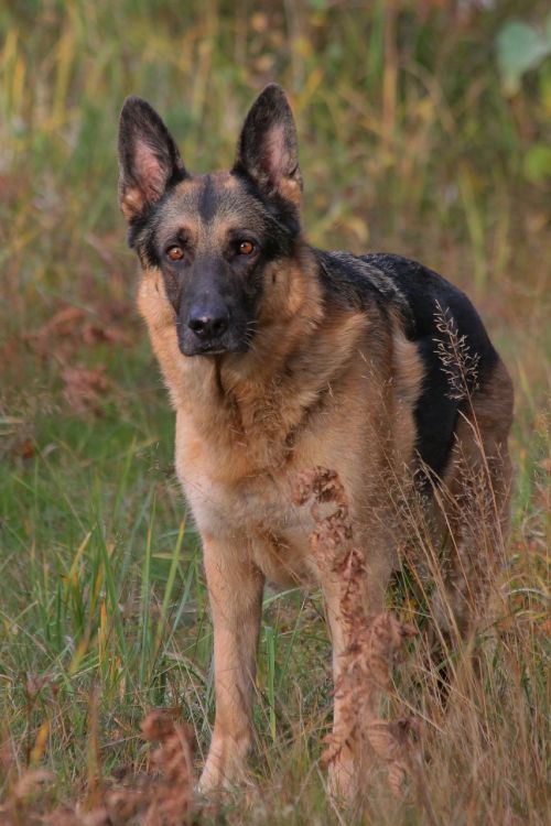 german shepherd dog autumn