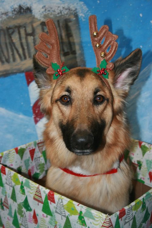 german shepherd christmas dog