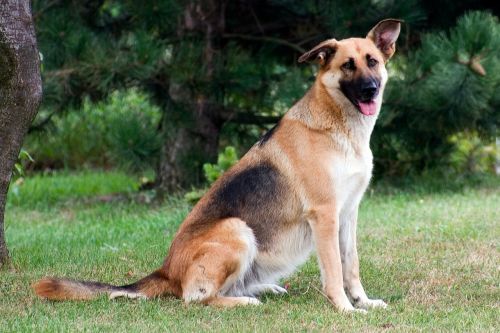 german shepherd dog schäfer dog